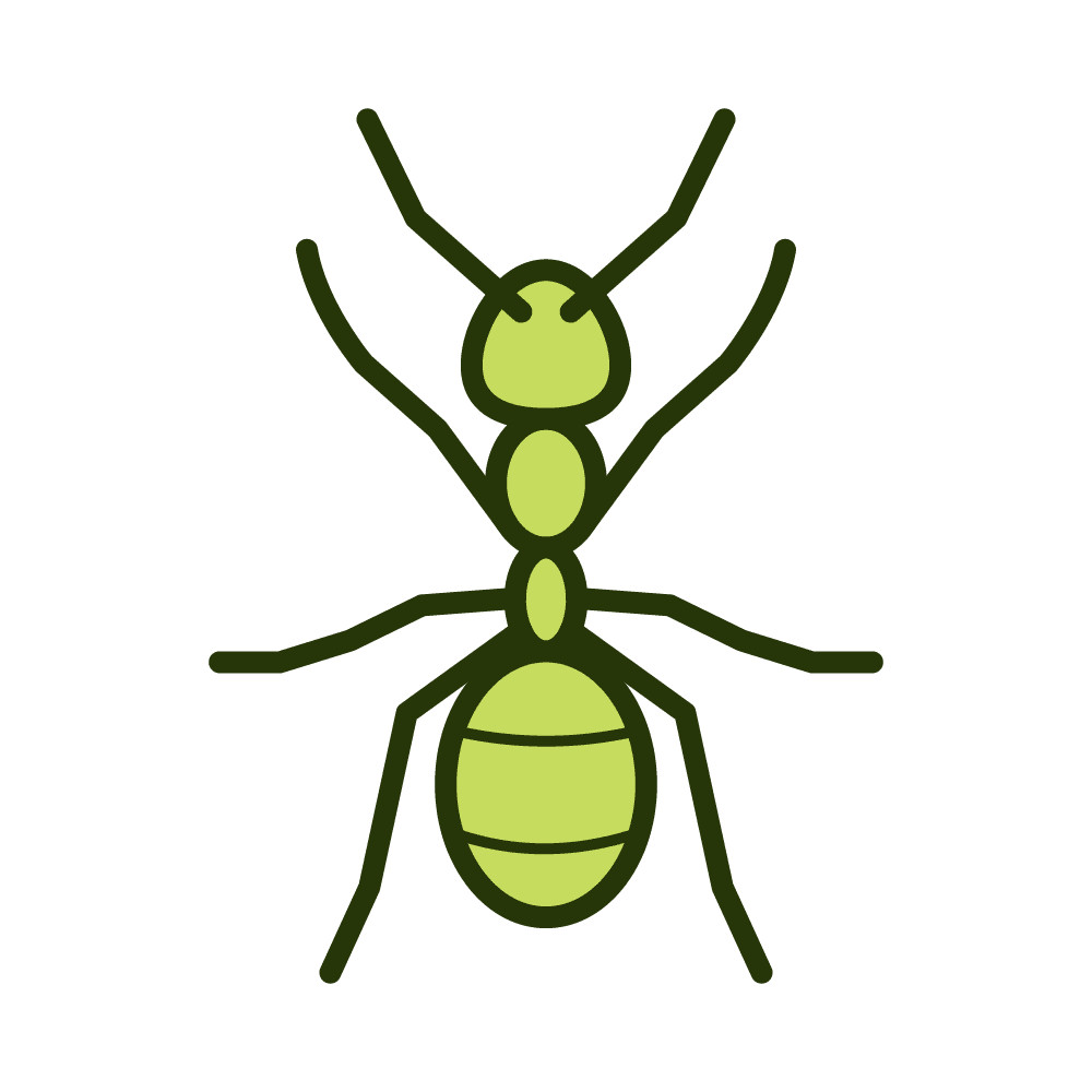 ants