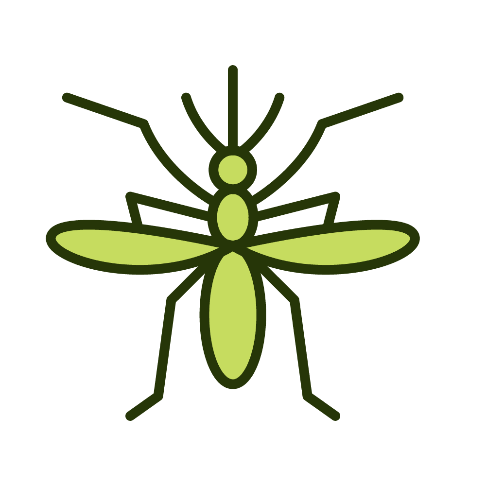 Mosquito Mosquitos