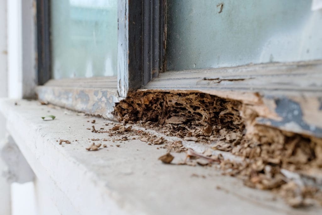 Termite Hollowed Wood