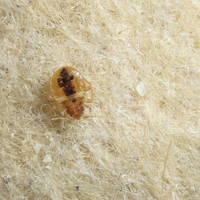 Bed Bug on the upholstery of the sofa. bed bug removal