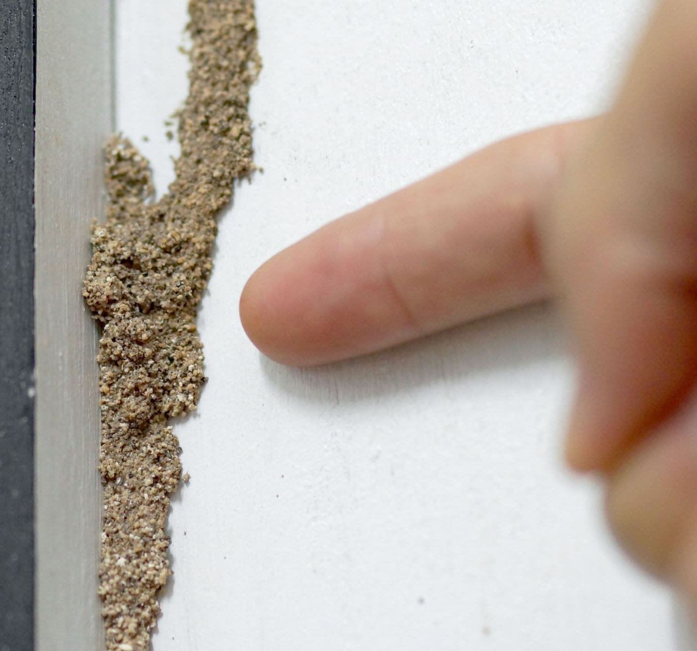 Termite Mud Tubes