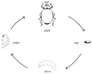 egg cycle