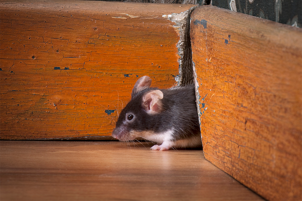 Pest Exclusion Services Pest Control by Nature's Edge Pest Solutions