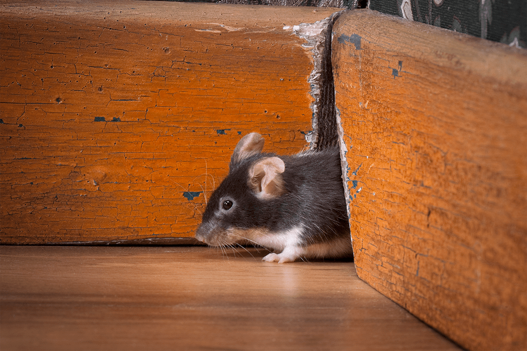Rodent Control Rodent Control